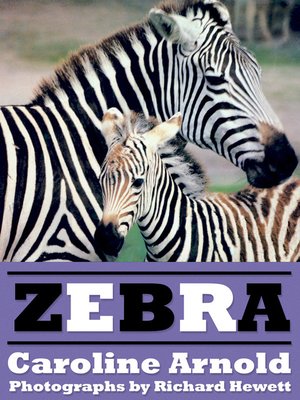 what is the zebra essay